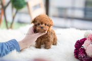 Rolly Teacup Puppies (SOLD to Martin) Toby - Poodle. M.