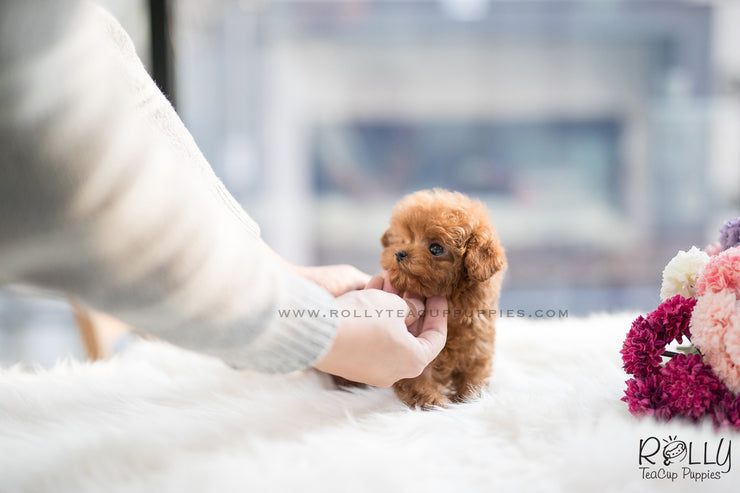 Rolly Teacup Puppies (SOLD to Martin) Toby - Poodle. M.
