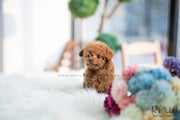 Rolly Teacup Puppies (SOLD to Martin) Toby - Poodle. M.