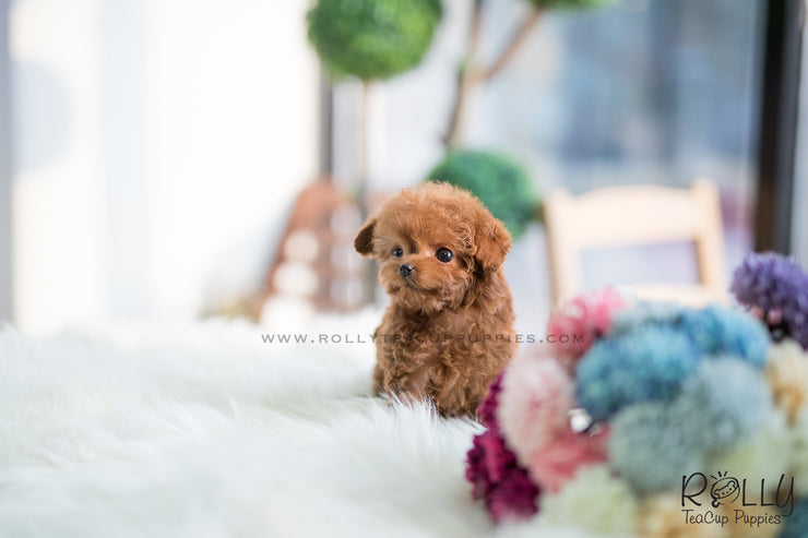 Rolly Teacup Puppies (SOLD to Martin) Toby - Poodle. M.