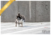 Rolly Teacup Puppies (SOLD to Delnari) Togo - Pomsky. M.