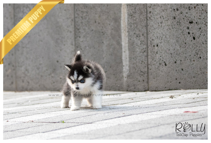 Rolly Teacup Puppies (SOLD to Delnari) Togo - Pomsky. M.