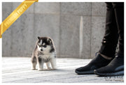 Rolly Teacup Puppies (SOLD to Delnari) Togo - Pomsky. M.