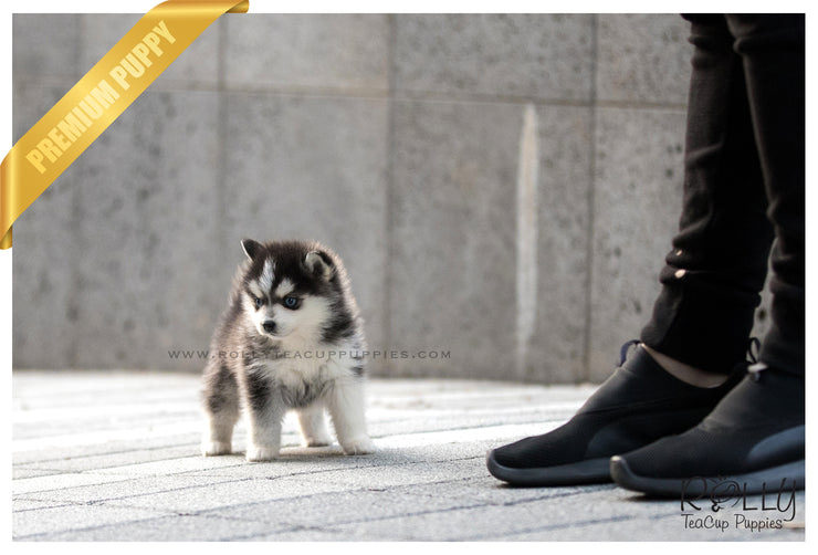 Rolly Teacup Puppies (SOLD to Delnari) Togo - Pomsky. M.