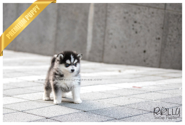 Rolly Teacup Puppies (SOLD to Delnari) Togo - Pomsky. M.