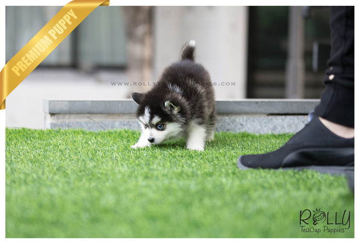 Rolly Teacup Puppies (SOLD to Delnari) Togo - Pomsky. M.
