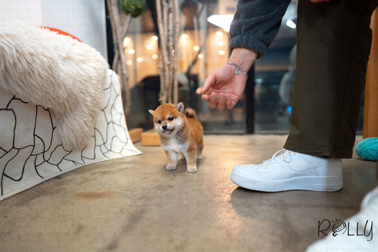 Rolly Teacup Puppies (Purchased by Ingrid) Tokyo - Shiba Inu. F.