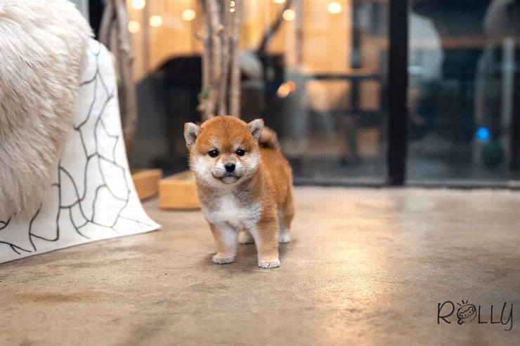 Rolly Teacup Puppies (Purchased by Ingrid) Tokyo - Shiba Inu. F.