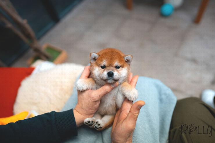 Rolly Teacup Puppies (Purchased by Ingrid) Tokyo - Shiba Inu. F.