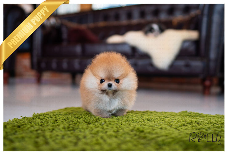 Rolly Teacup Puppies (Purchased by Yusuf) Tory - Pomeranian. F.