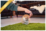 Rolly Teacup Puppies (Purchased by Yusuf) Tory - Pomeranian. F.