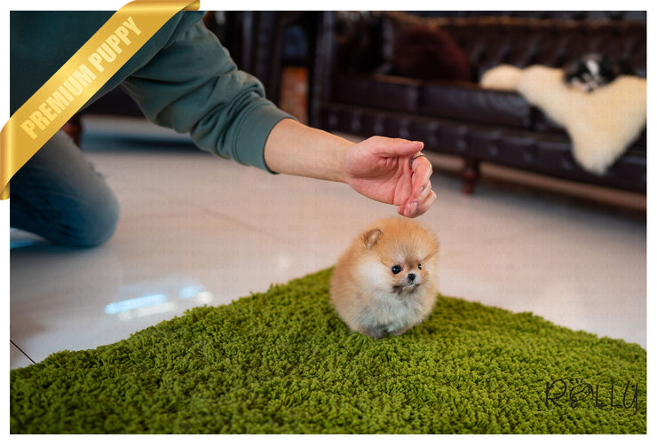 Rolly Teacup Puppies (Purchased by Yusuf) Tory - Pomeranian. F.