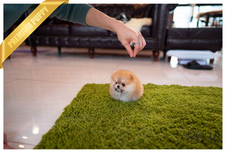 Rolly Teacup Puppies (Purchased by Yusuf) Tory - Pomeranian. F.