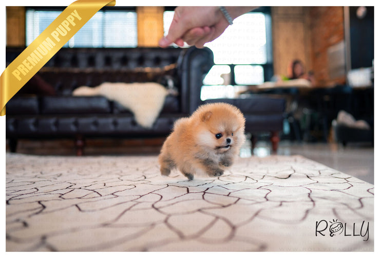 Rolly Teacup Puppies (Purchased by Yusuf) Tory - Pomeranian. F.