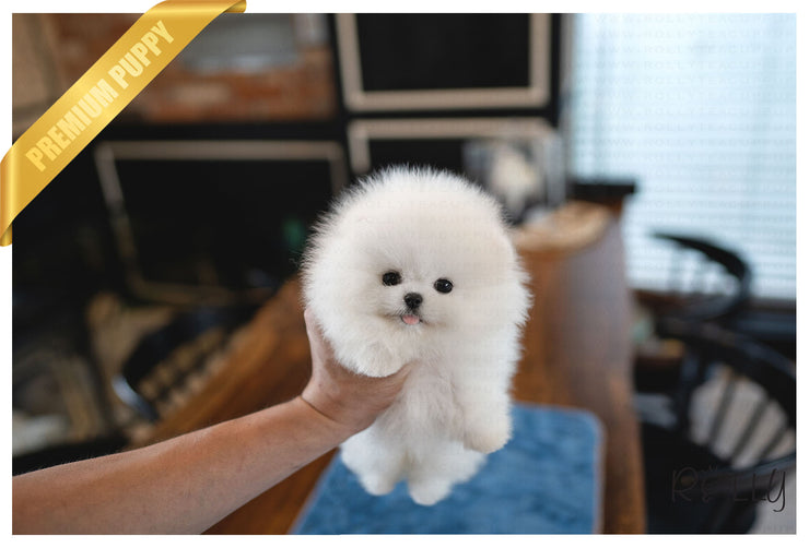 Rolly Teacup Puppies TWINKLE - FEMALE (PURCHASED by Gerundo).