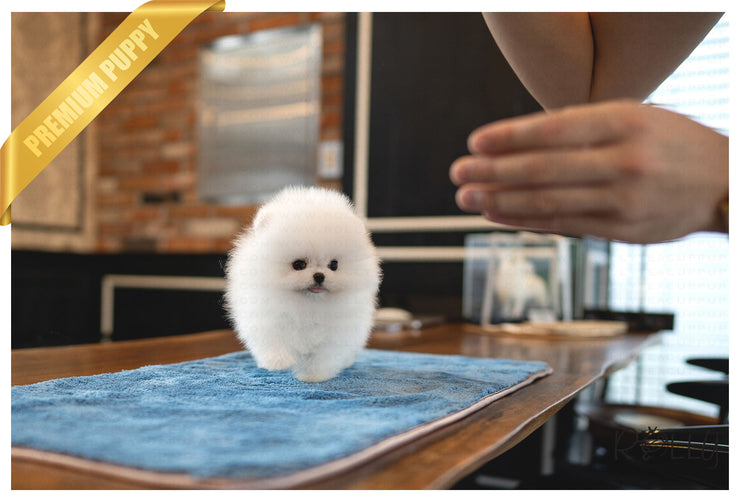 Rolly Teacup Puppies TWINKLE - FEMALE (PURCHASED by Gerundo).