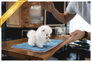Rolly Teacup Puppies TWINKLE - FEMALE (PURCHASED by Gerundo).