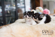 Rolly Teacup Puppies Taylor and Tyler - Long Hair Chihuahua.