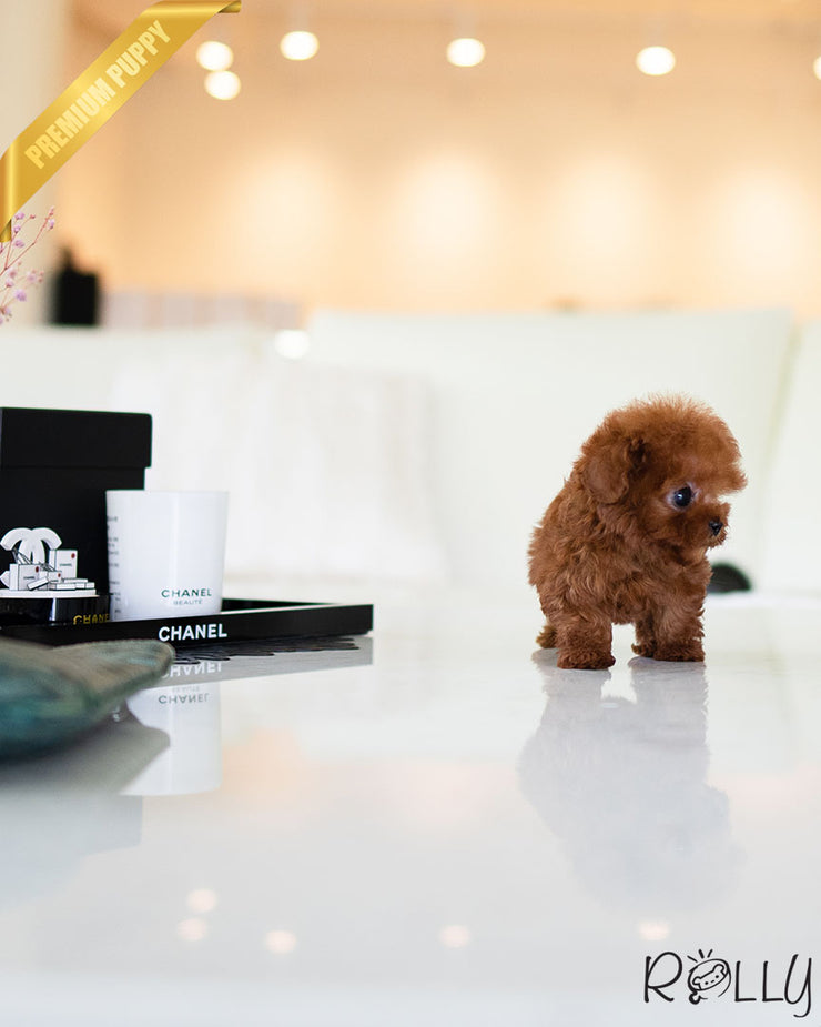 Rolly Teacup Puppies VALENTINE - FEMALE (PURCHASED by PEREZ).