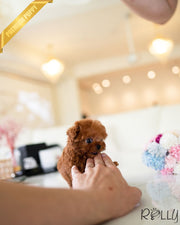 Rolly Teacup Puppies VALENTINE - FEMALE (PURCHASED by PEREZ).