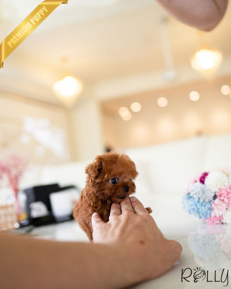 Rolly Teacup Puppies VALENTINE - FEMALE (PURCHASED by PEREZ).