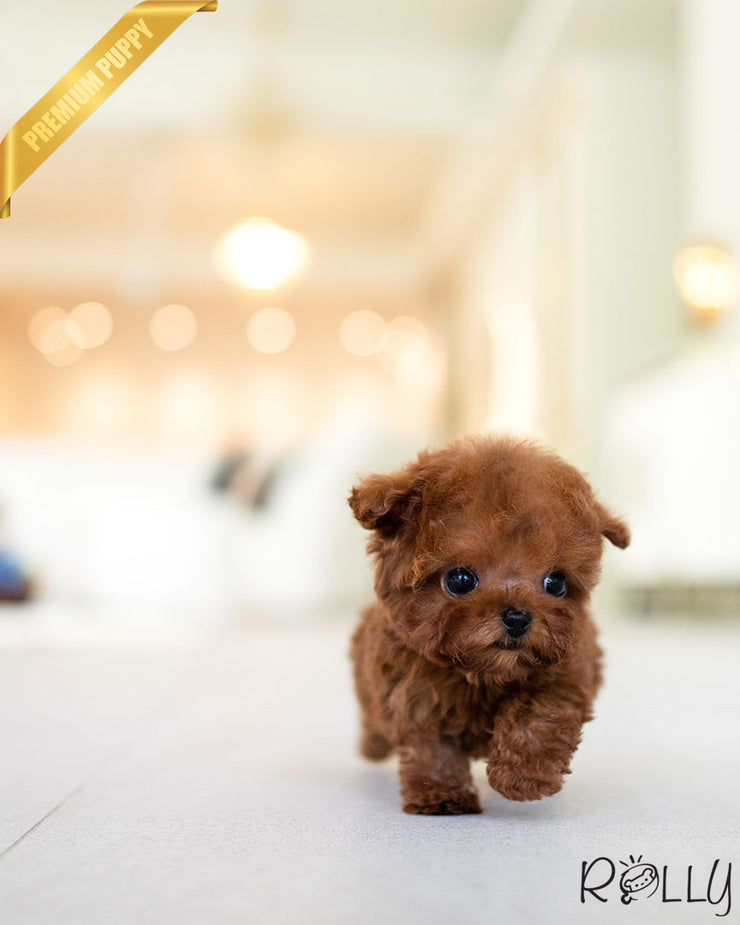 Rolly Teacup Puppies VALENTINE - FEMALE (PURCHASED by PEREZ).