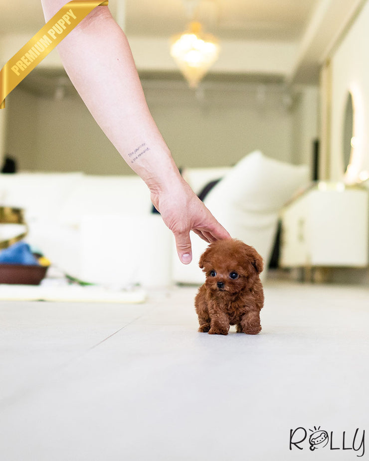 Rolly Teacup Puppies VALENTINE - FEMALE (PURCHASED by PEREZ).