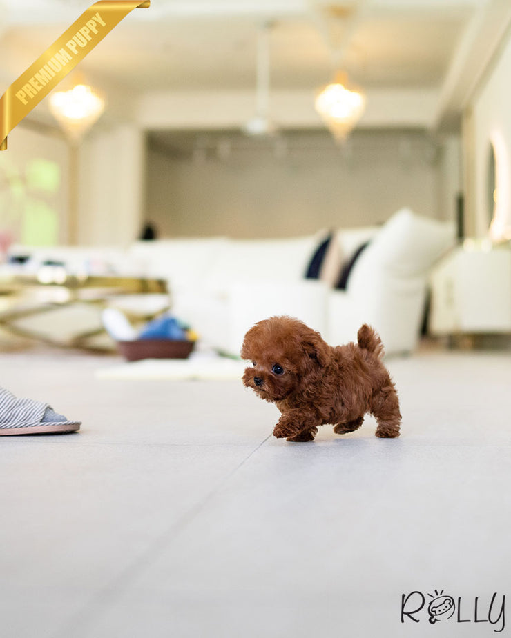 Rolly Teacup Puppies VALENTINE - FEMALE (PURCHASED by PEREZ).