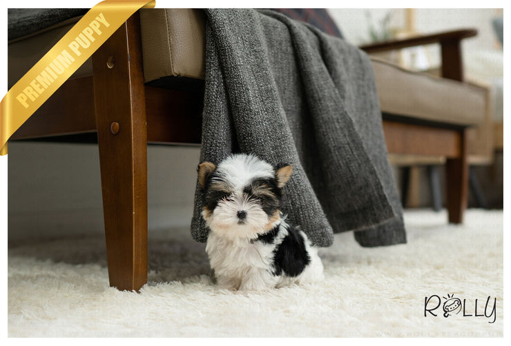 Rolly Teacup Puppies (PURCHASED by Hauge) VIVA - Biewer Terrier. M.