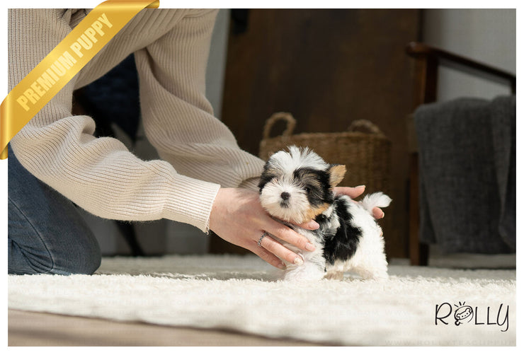 Rolly Teacup Puppies (PURCHASED by Hauge) VIVA - Biewer Terrier. M.
