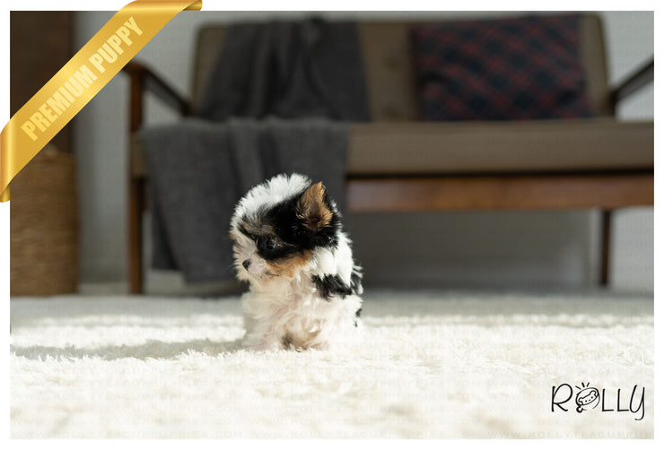 Rolly Teacup Puppies (PURCHASED by Hauge) VIVA - Biewer Terrier. M.
