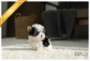 Rolly Teacup Puppies (PURCHASED by Hauge) VIVA - Biewer Terrier. M.