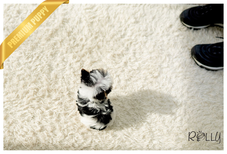 Rolly Teacup Puppies (PURCHASED by Hauge) VIVA - Biewer Terrier. M.