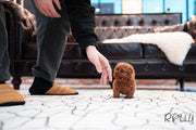 Rolly Teacup Puppies (Purchased by Genova) Valentine - Poodle. F.