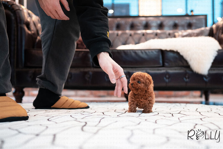 Rolly Teacup Puppies (Purchased by Genova) Valentine - Poodle. F.