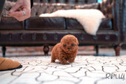 Rolly Teacup Puppies (Purchased by Genova) Valentine - Poodle. F.