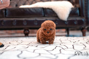 Rolly Teacup Puppies (Purchased by Genova) Valentine - Poodle. F.