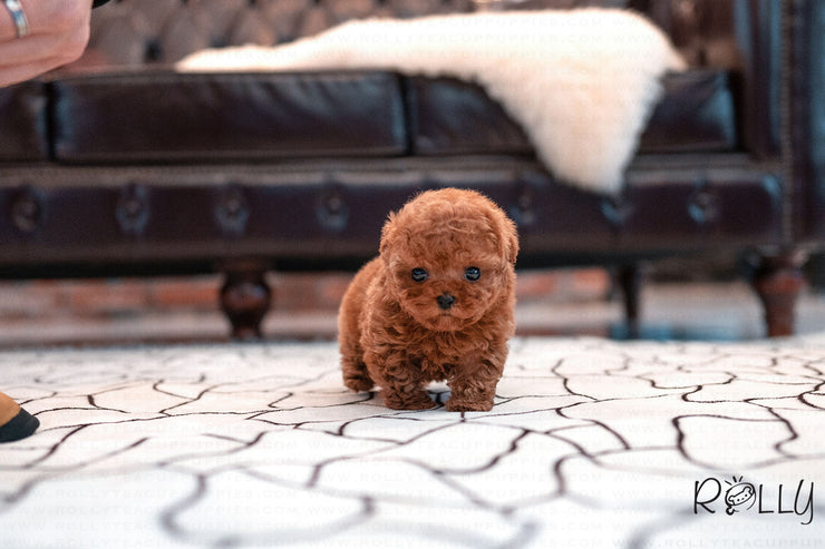 Rolly Teacup Puppies (Purchased by Genova) Valentine - Poodle. F.