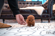 Rolly Teacup Puppies (Purchased by Genova) Valentine - Poodle. F.