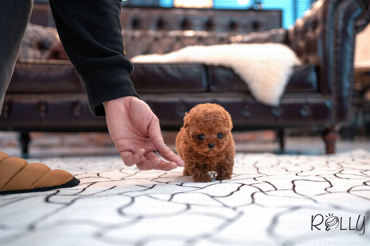 Rolly Teacup Puppies (Purchased by Genova) Valentine - Poodle. F.