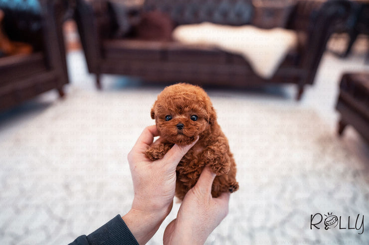 Rolly Teacup Puppies (Purchased by Genova) Valentine - Poodle. F.
