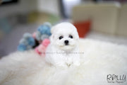 Rolly Teacup Puppies (SOLD to Caldwell) Vanilla - Bichon. F.