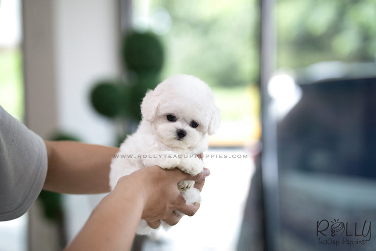 Rolly Teacup Puppies (SOLD to Caldwell) Vanilla - Bichon. F.