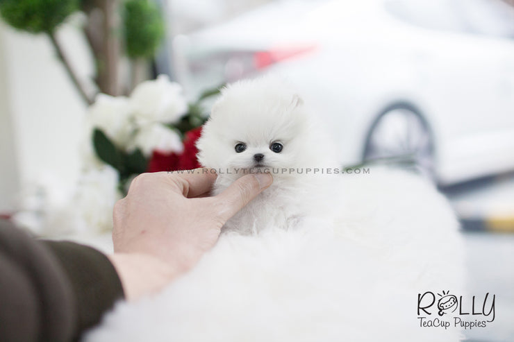 Rolly Teacup Puppies (SOLD to Slepian) Vicky - Pomeranian F..