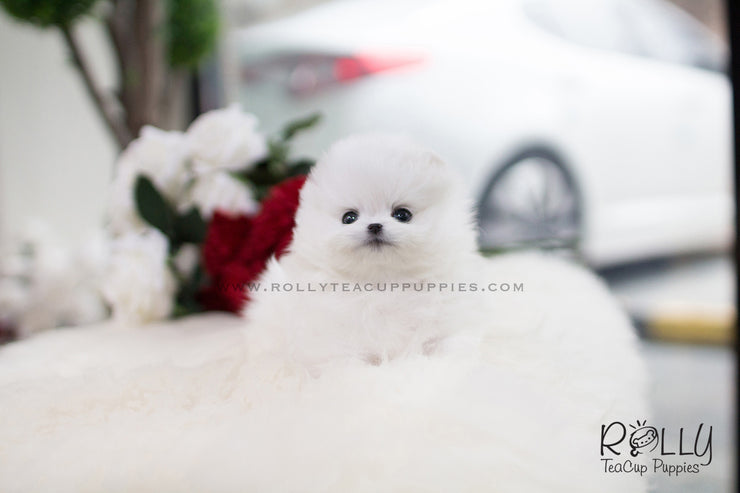 Rolly Teacup Puppies (SOLD to Slepian) Vicky - Pomeranian F..