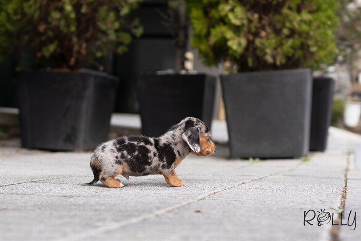 Rolly Teacup Puppies (PURCHASED by Vulcano) WAFFLES - Dachshund. M.