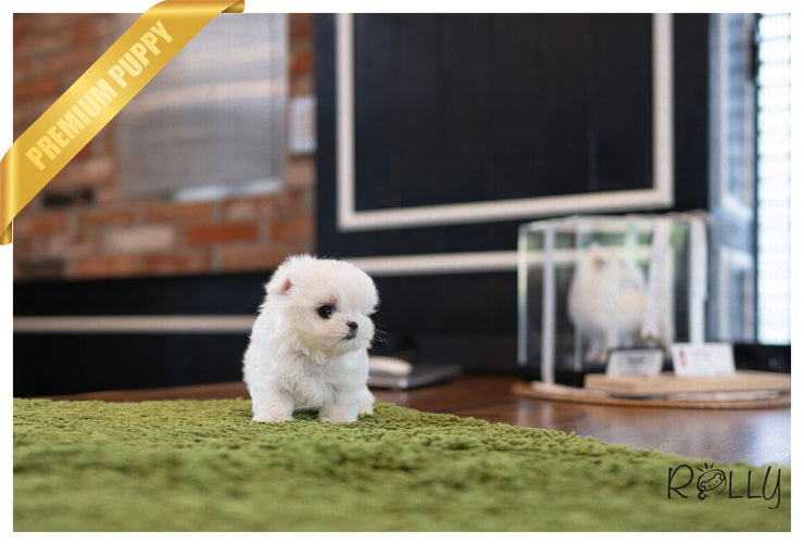 Rolly Teacup Puppies (PURCHASED by Chen) WILLY - Maltese. M.