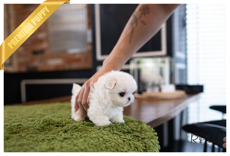 Rolly Teacup Puppies (PURCHASED by Chen) WILLY - Maltese. M.