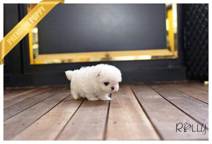Rolly Teacup Puppies (PURCHASED by Chen) WILLY - Maltese. M.