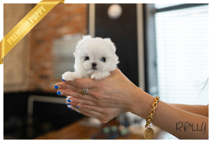 Rolly Teacup Puppies (PURCHASED by Chen) WILLY - Maltese. M.